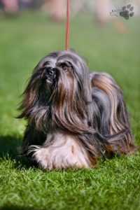 Über Fell-Boutique Tibidog Tibbetee Taara Hetajana