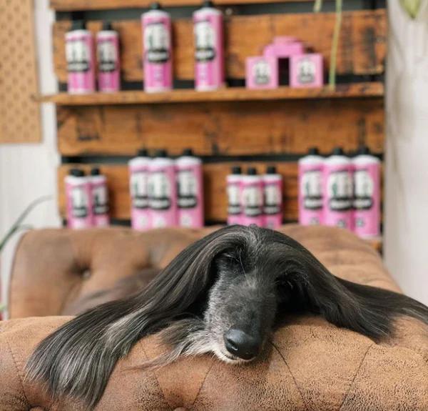 Petuxe® Mandarinen Shampoo für Hunde und Katzen – Bild 3